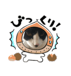 猫のスタンプ第二（個別スタンプ：22）