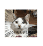 猫のスタンプ第二（個別スタンプ：24）