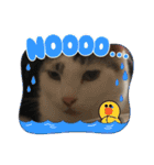 猫のスタンプ第二（個別スタンプ：26）