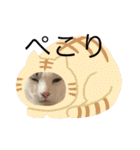 猫のスタンプ第二（個別スタンプ：27）