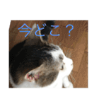 猫のスタンプ第二（個別スタンプ：28）