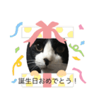 猫のスタンプ第二（個別スタンプ：30）