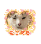 猫のスタンプ第二（個別スタンプ：31）