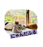 花と琥珀と実々-3（個別スタンプ：1）