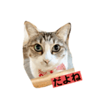 花と琥珀と実々-3（個別スタンプ：6）