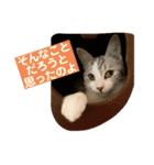 花と琥珀と実々-3（個別スタンプ：8）