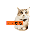 花と琥珀と実々-3（個別スタンプ：10）