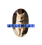 花と琥珀と実々-3（個別スタンプ：11）