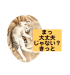 花と琥珀と実々-3（個別スタンプ：12）