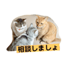 花と琥珀と実々-3（個別スタンプ：13）