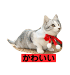 花と琥珀と実々-3（個別スタンプ：16）
