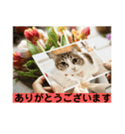 花と琥珀と実々-3（個別スタンプ：18）