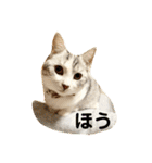 花と琥珀と実々-3（個別スタンプ：20）