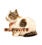 花と琥珀と実々-3（個別スタンプ：22）