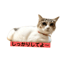 花と琥珀と実々-3（個別スタンプ：26）