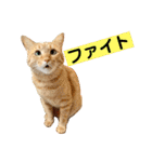 花と琥珀と実々-3（個別スタンプ：31）