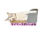 花と琥珀と実々-3（個別スタンプ：32）