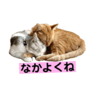 花と琥珀と実々-3（個別スタンプ：33）