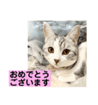 花と琥珀と実々-3（個別スタンプ：36）