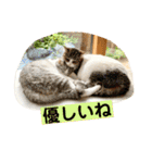 花と琥珀と実々-3（個別スタンプ：38）