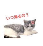 ポポム〜（個別スタンプ：8）