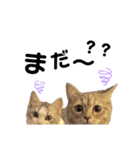 ポポム〜（個別スタンプ：9）
