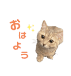 ポポム〜（個別スタンプ：10）