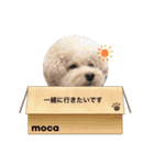 mocaのキモチ①（個別スタンプ：7）