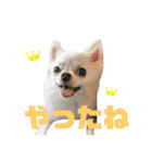 名前はぼくです（個別スタンプ：7）