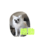 名前はぼくです（個別スタンプ：24）
