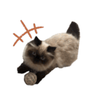 猫(ヒマラヤン＆ペルシャ)（個別スタンプ：2）