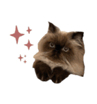 猫(ヒマラヤン＆ペルシャ)（個別スタンプ：3）