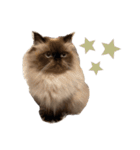 猫(ヒマラヤン＆ペルシャ)（個別スタンプ：4）