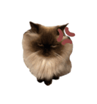 猫(ヒマラヤン＆ペルシャ)（個別スタンプ：6）