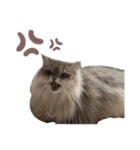 猫(ヒマラヤン＆ペルシャ)（個別スタンプ：8）