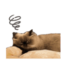 猫(ヒマラヤン＆ペルシャ)（個別スタンプ：11）