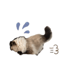 猫(ヒマラヤン＆ペルシャ)（個別スタンプ：18）