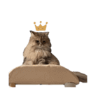 猫(ヒマラヤン＆ペルシャ)（個別スタンプ：20）