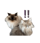 猫(ヒマラヤン＆ペルシャ)（個別スタンプ：21）