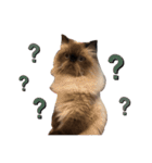 猫(ヒマラヤン＆ペルシャ)（個別スタンプ：23）