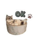 猫(ヒマラヤン＆ペルシャ)（個別スタンプ：26）