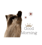 猫(ヒマラヤン＆ペルシャ)（個別スタンプ：34）