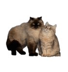 猫(ヒマラヤン＆ペルシャ)（個別スタンプ：39）