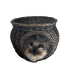 猫(ヒマラヤン＆ペルシャ)（個別スタンプ：40）