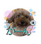 沖ぷー（個別スタンプ：16）