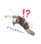 愛猫シエルNo.10（個別スタンプ：1）