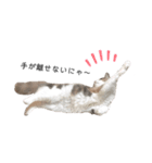 愛猫シエルNo.10（個別スタンプ：3）