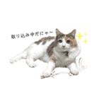 愛猫シエルNo.10（個別スタンプ：4）