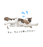 愛猫シエルNo.10（個別スタンプ：5）