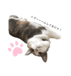愛猫シエルNo.10（個別スタンプ：6）